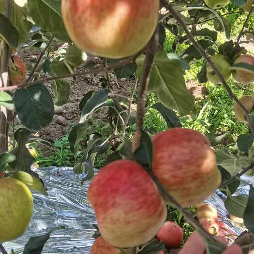 云南昭通苹果现摘现发不抛光不打腊
