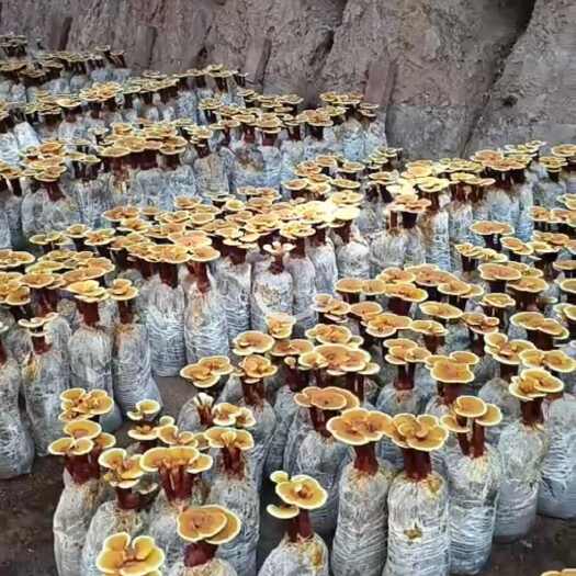 长沙观赏灵芝