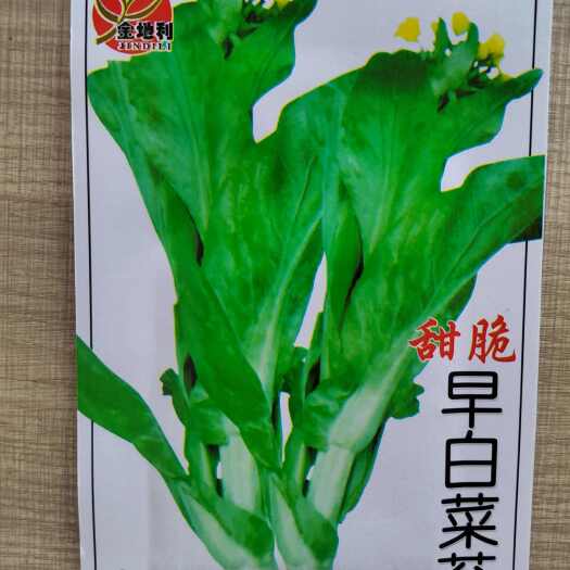 南宁早熟白菜苔，40天早熟甜脆白菜苔，可连续采收，抗热耐湿适应广