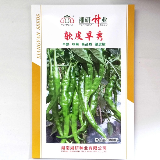 长沙县湘研牌 软皮早秀 辣椒种子早熟皮薄皱皮椒 味香辣 耐低温