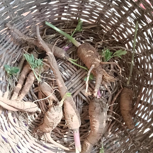 沈丘县白芷