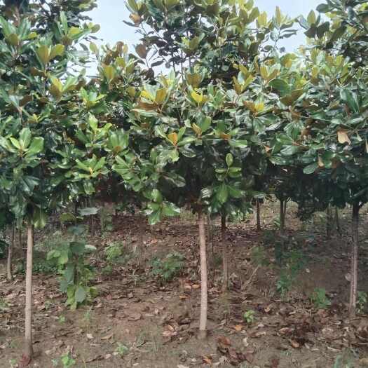 南京广玉兰  苗圃定植广玉兰 南京广玉兰基地