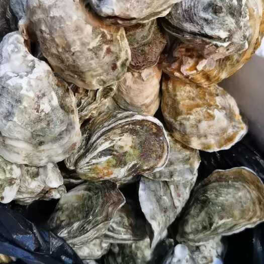 徐闻县三倍体
