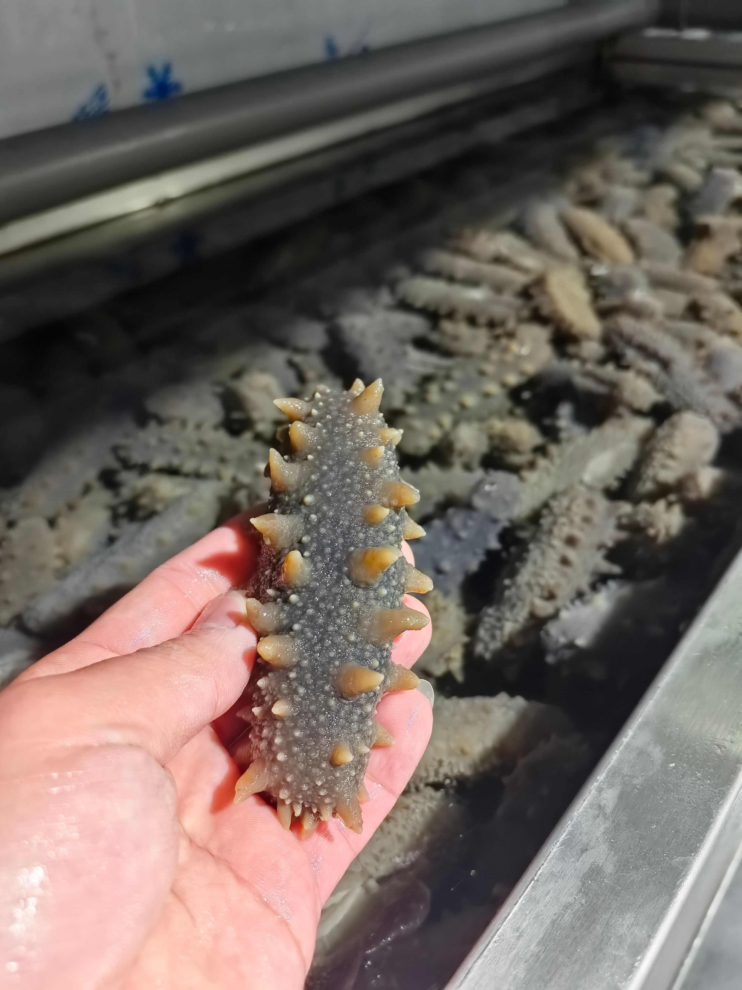 高品质海刺参即食刺参海参，工厂直销 欢迎咨询考察场地