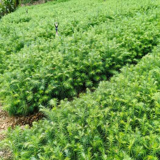 兴义市杉木树苗新苗上市，基地直发，一手货源，现挖现发，各种规格齐全