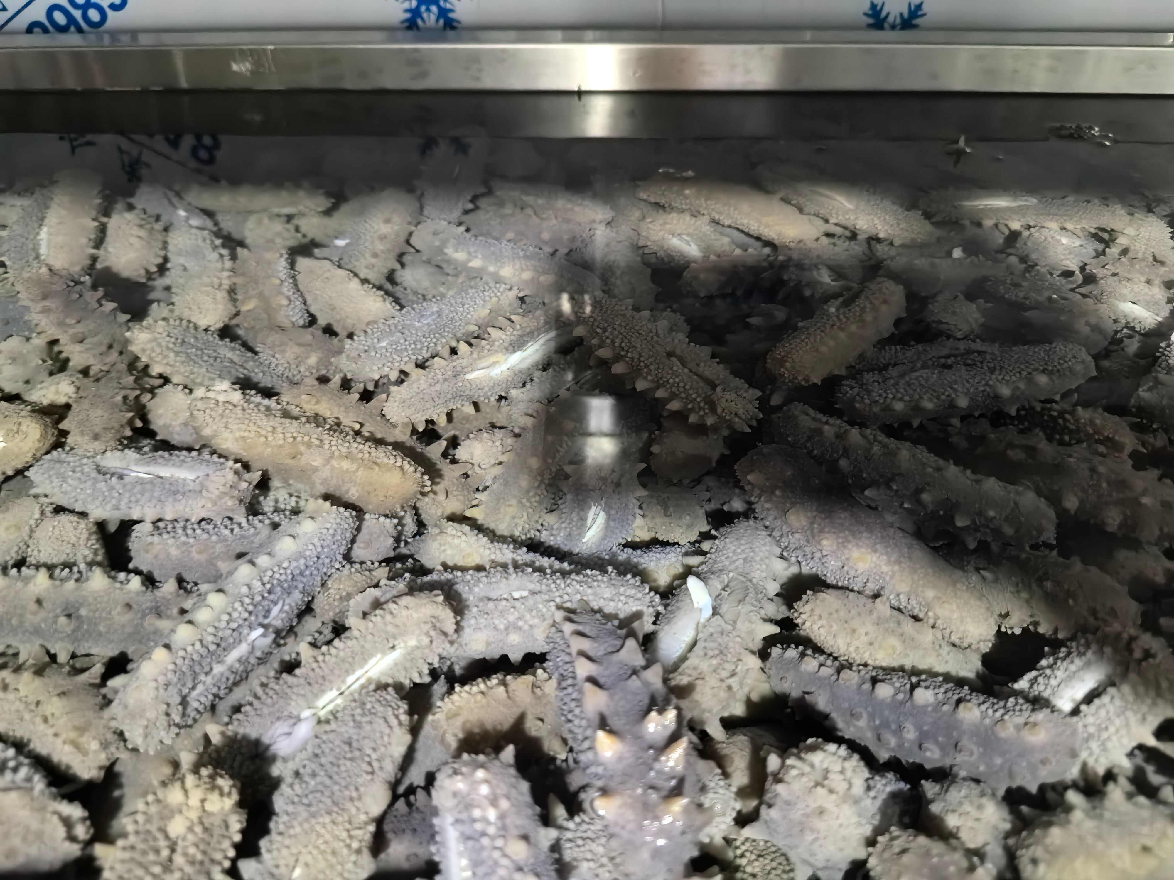 高品质海刺参即食刺参海参，工厂直销 欢迎咨询考察场地