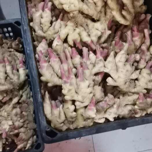 武汉恩施来凤凤头姜