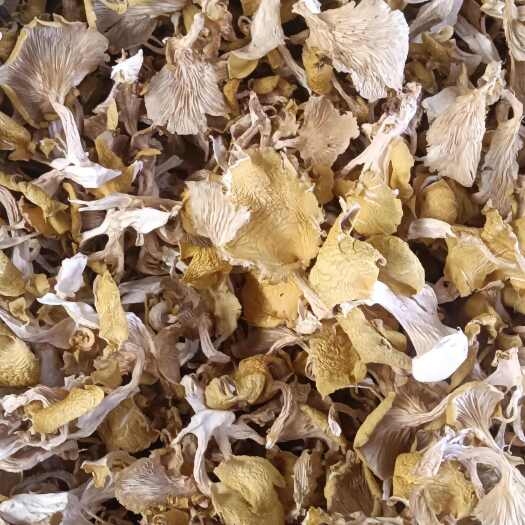 鸡油菌（榆黄菇）鲜货，干货批发零售