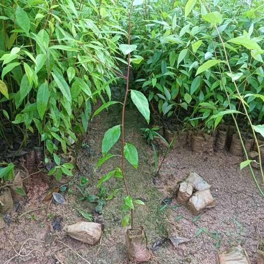 灵山县木姜子（山苍子）山胡椒