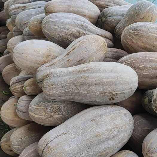 通许县精品蜜本南瓜