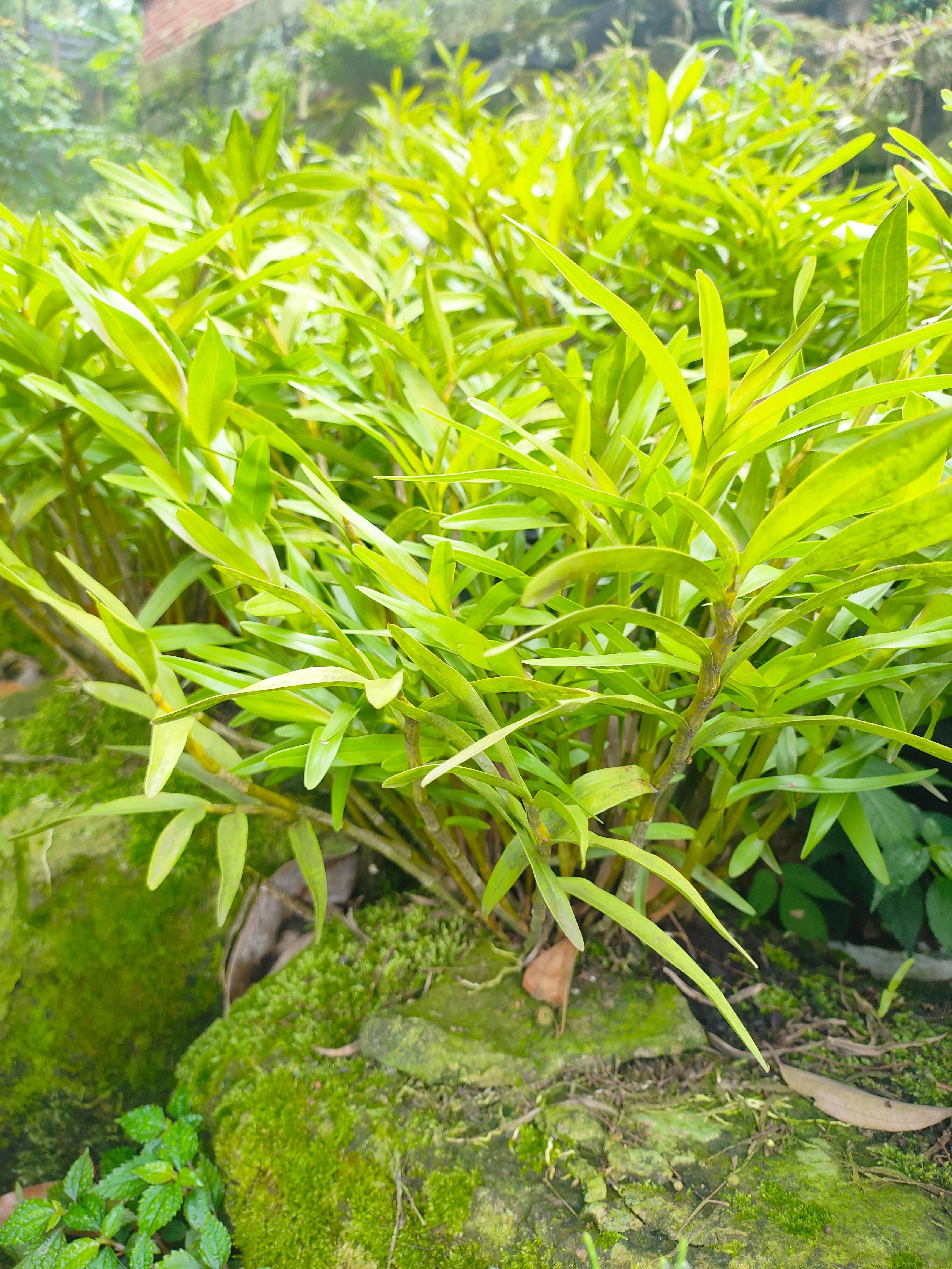 夹江叠鞘石斛种苗，黄草石斛苗