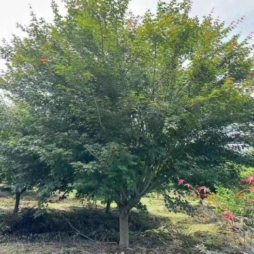 南京鸡爪槭 鸡爪槭8公分10公分价格 产地直销5-20公分鸡爪槭