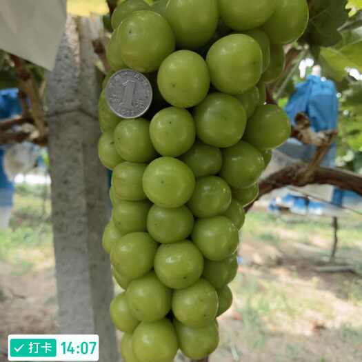 睢县阳光玫瑰现在底糖13上糖15，预计20天后可以采摘的提前预定