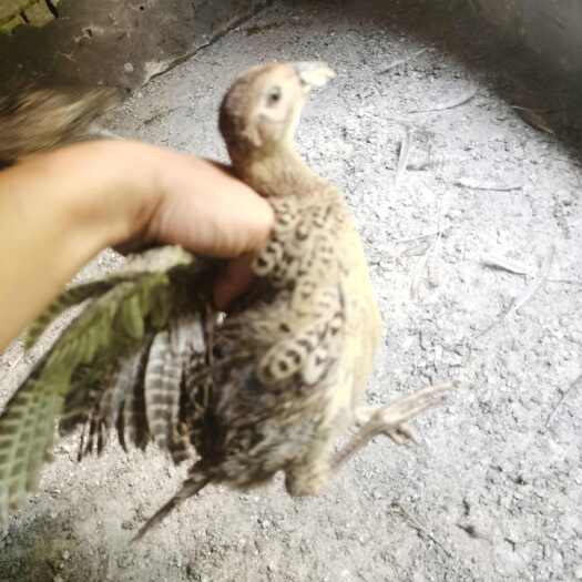 佛山七彩山鸡小母鸡