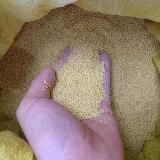 应县家种小米自产自销一手货源