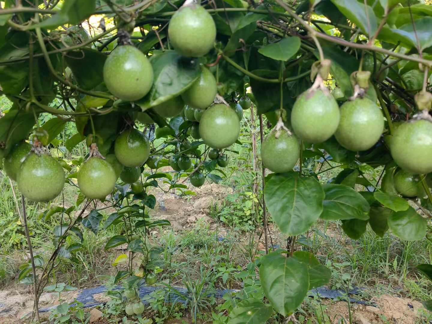 黄金百香果
