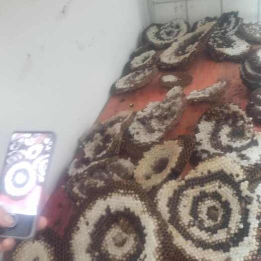 赣州新鲜蜂蛹批发