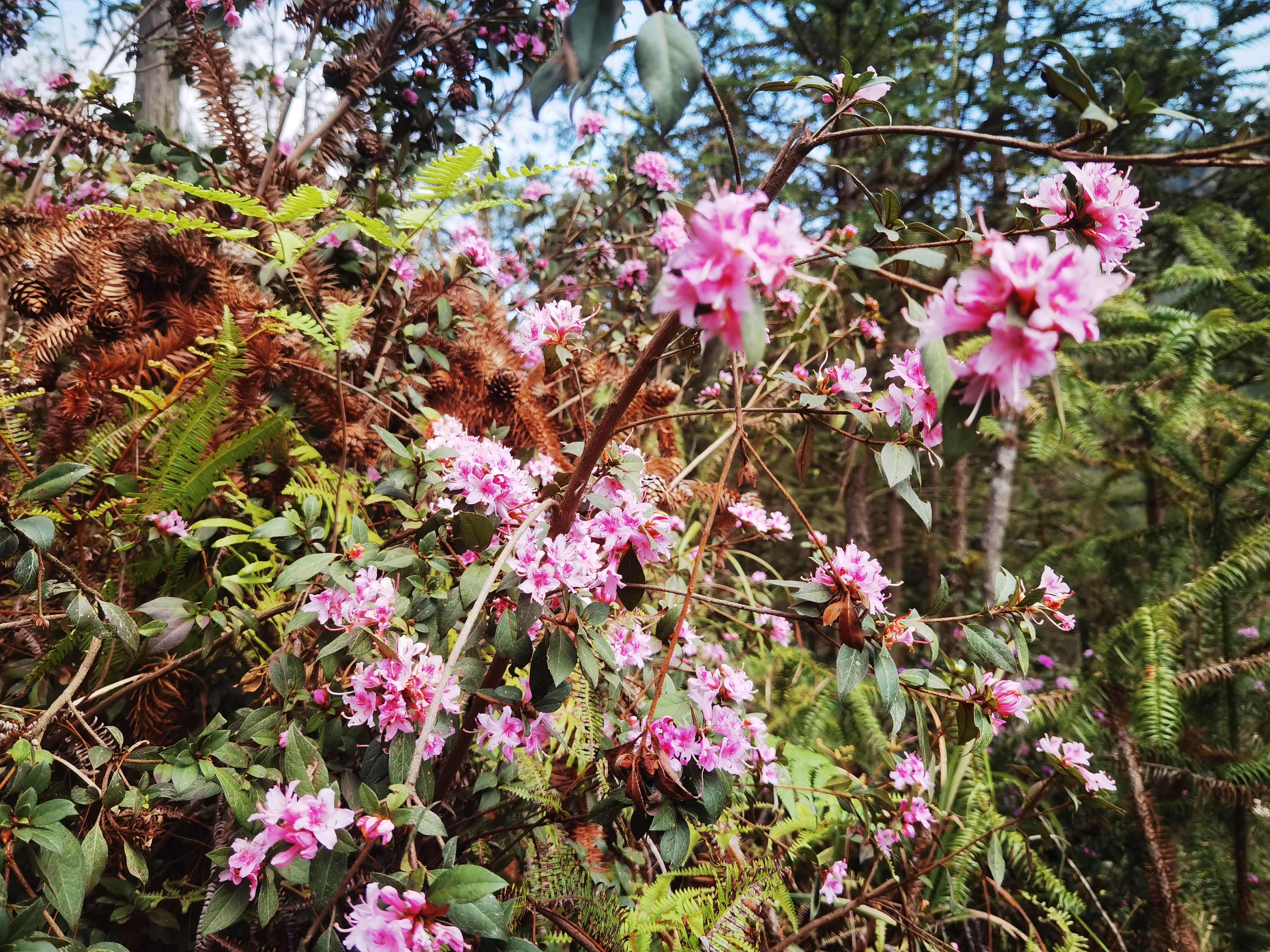 滇南杜鹃花映山红盆景造景小桩头批发