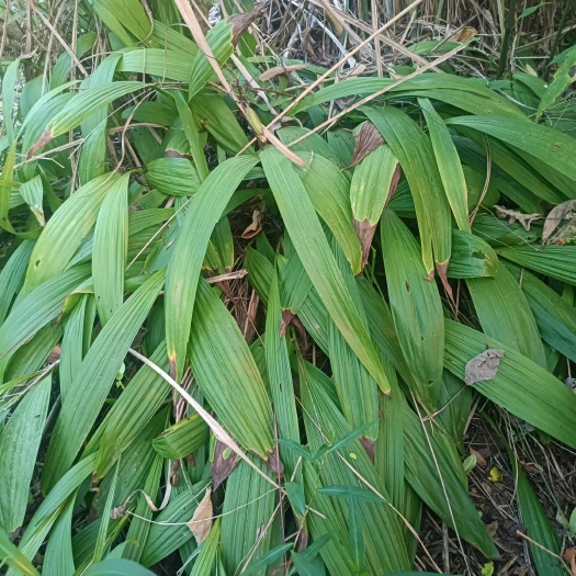 南充紫花三叉白芨鲜货