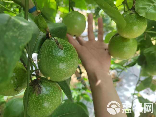 海南黄金百香果新鲜包一级特大果钦蜜9号纯甜香味浓郁