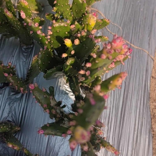 千手观音姬珊瑚植物室内阳台绿植花卉仙人掌千佛手多肉包邮价批发