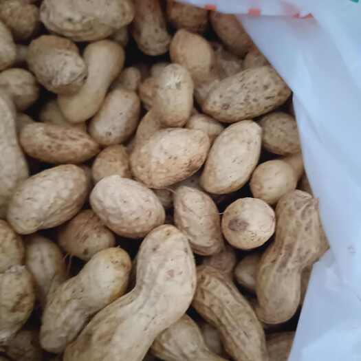 临朐县沙土花生，产地直销，精品，欢迎选购