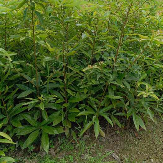 通道县木荷袋苗裸根