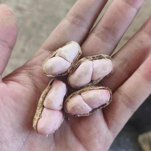 重庆市重庆湿花生