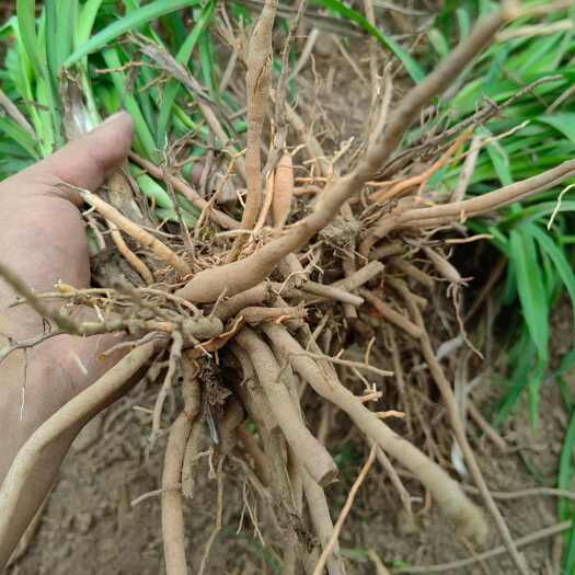 灵宝市优质黄花菜种苗