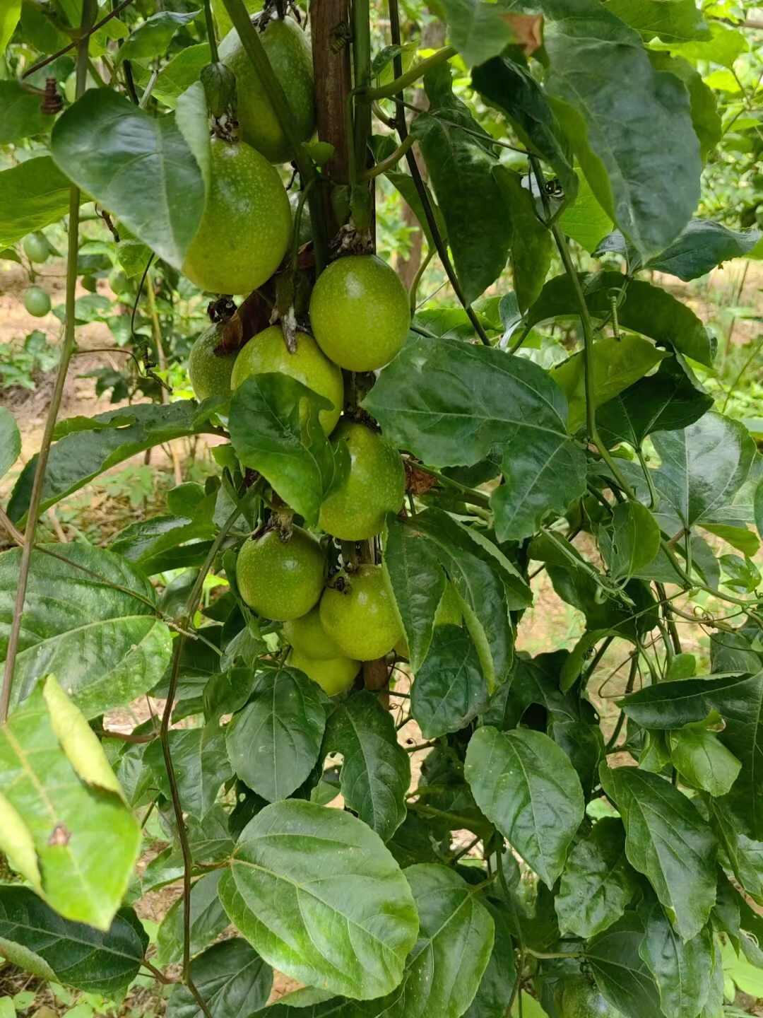 黄金百香果