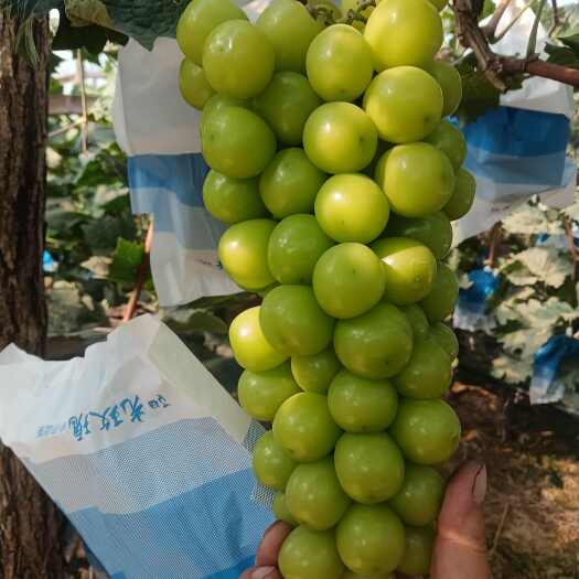 鲁山县阳光玫瑰