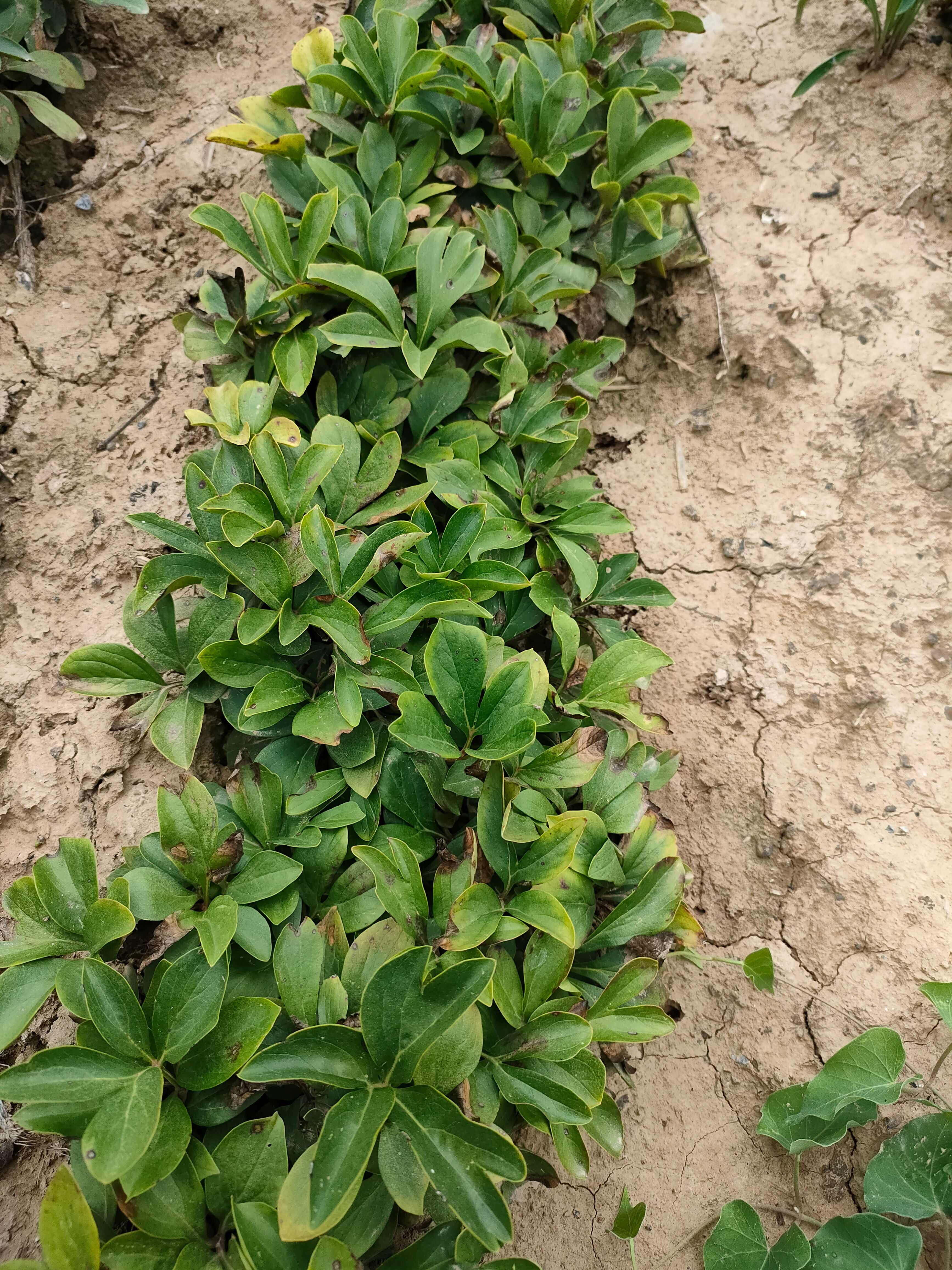 赤芍苗赤芍種苗芍藥苗子基地供貨全程技術(shù)指導(dǎo)山西發(fā)貨現(xiàn)挖現(xiàn)發(fā)貨