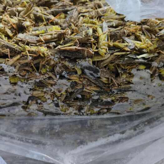 新乐市新鲜速冻蚂蚱