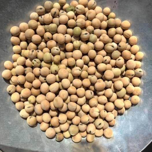 豌豆尖无须豌豆