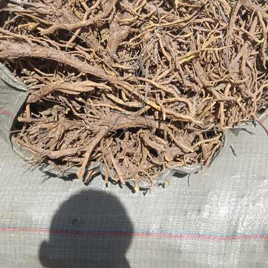 陇西县黄芩