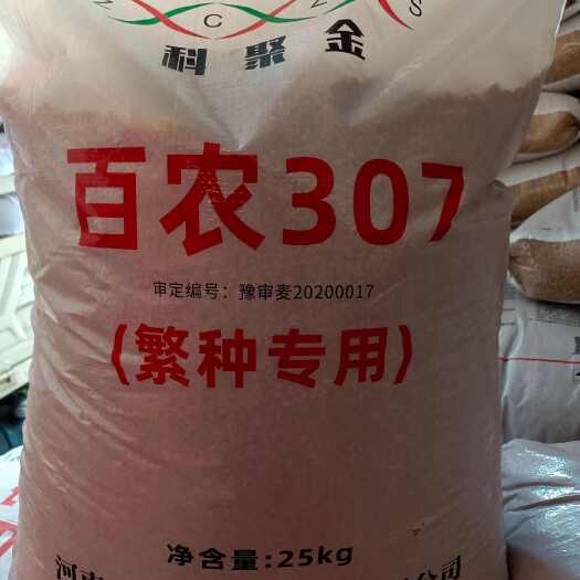 百农307小麦种子：原厂原种矮杆大穗稳产小麦种子