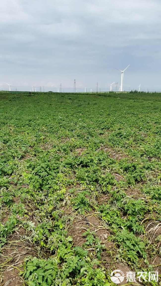 内蒙土豆黄皮黄心土豆大量有货产地直发一手货源