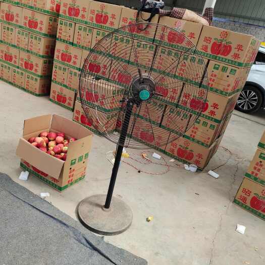 昭通云南昭通苹果批发