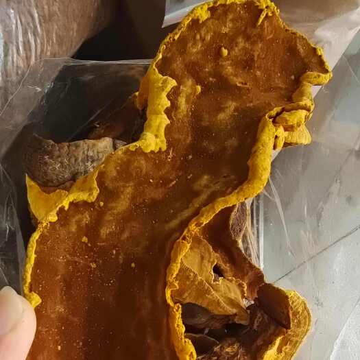 桑黄 块状 自然生长 含量高