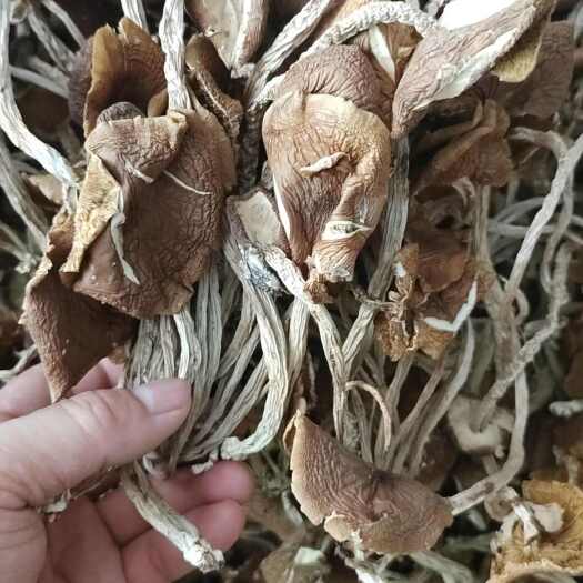 广昌茶树菇，5号菇开伞茶树菇，散装包邮