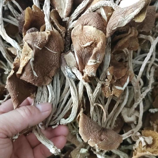 广昌县广昌茶树菇，5号菇开伞茶树菇，散装包邮