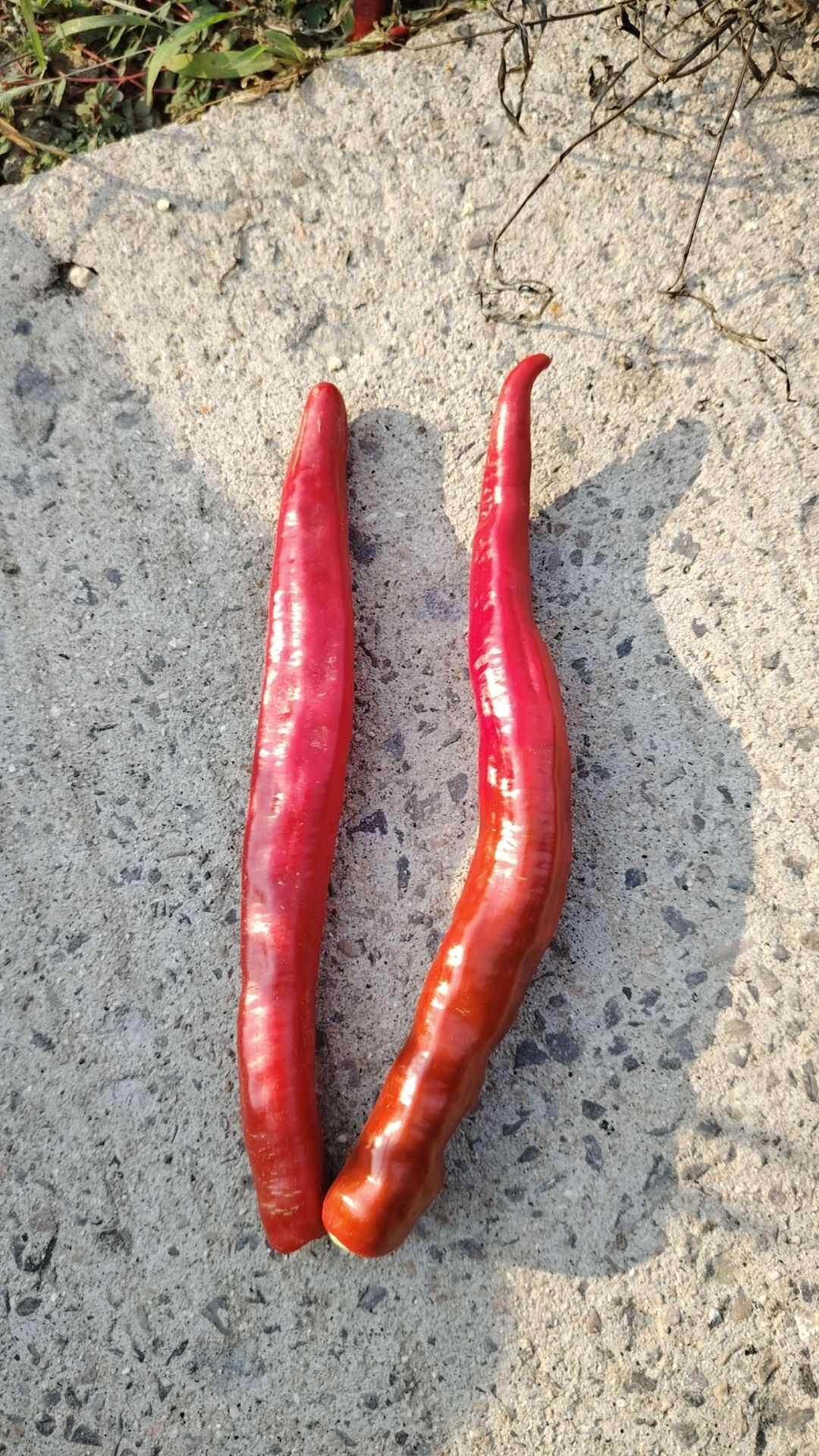 辣椒