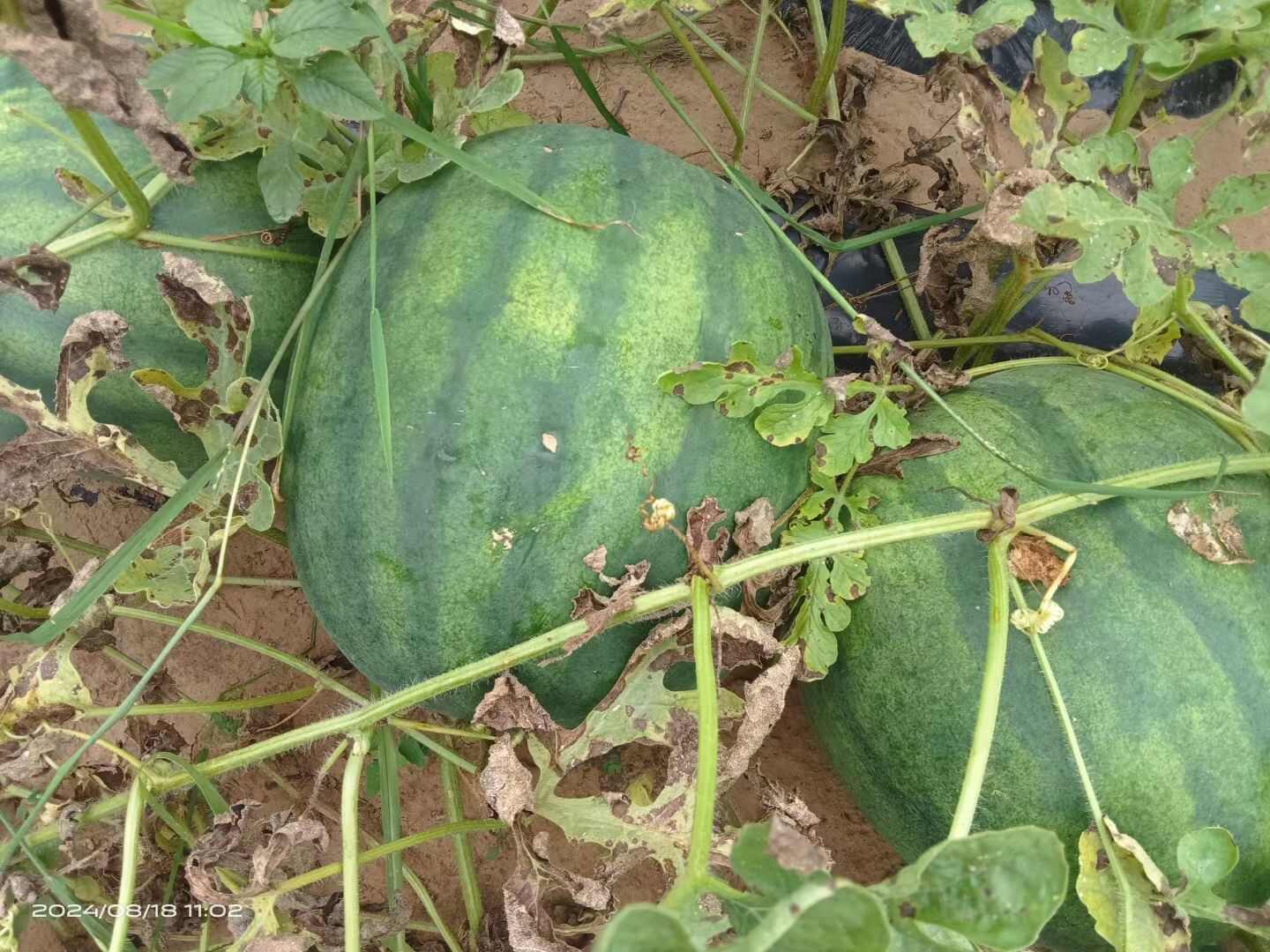 内蒙古通辽市奈曼旗黄瓤打瓜
