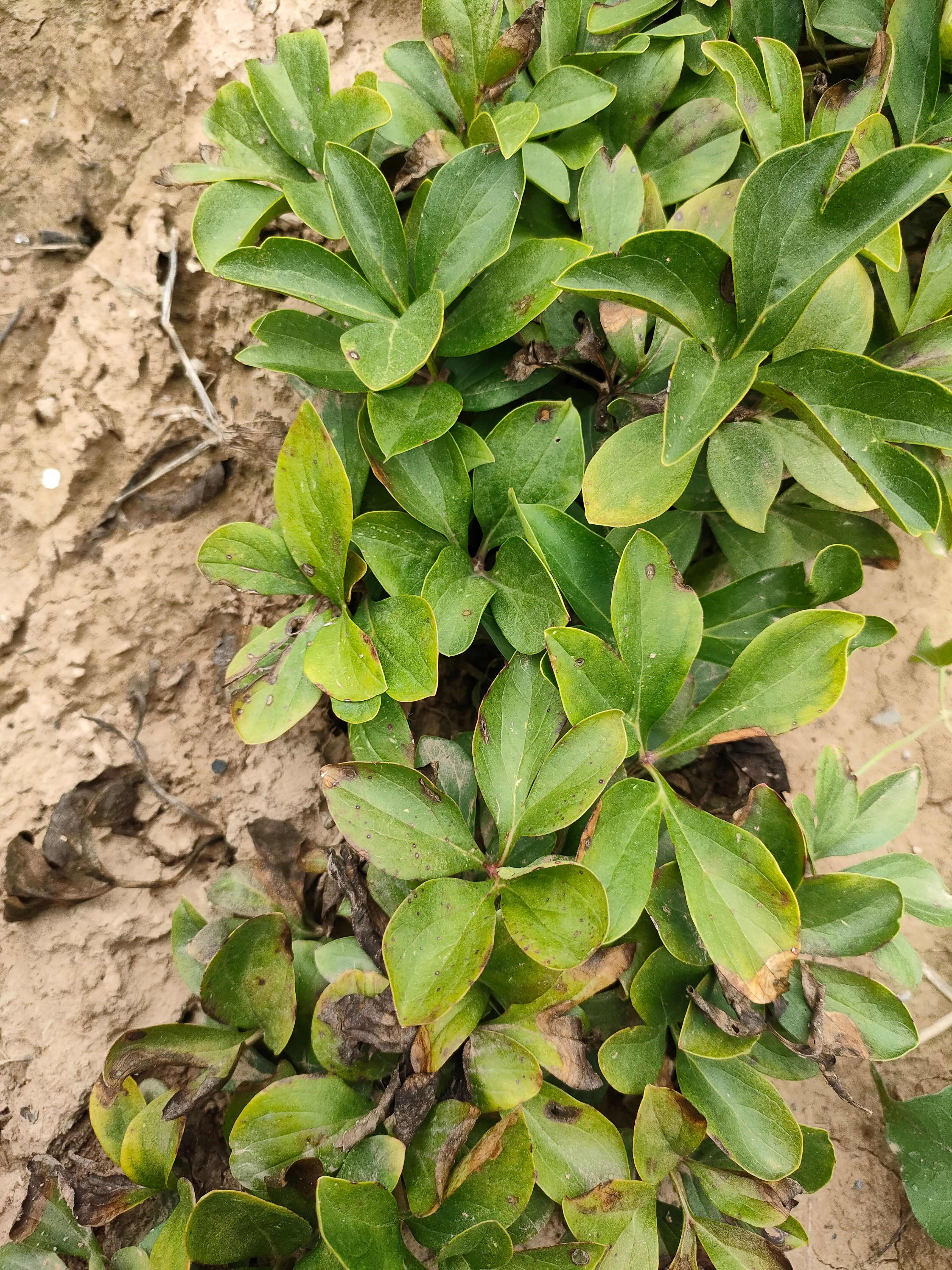 赤芍苗赤芍種苗芍藥苗子基地供貨全程技術(shù)指導(dǎo)山西發(fā)貨現(xiàn)挖現(xiàn)發(fā)貨