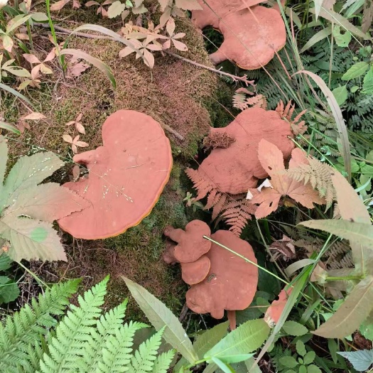 丰林县灵芝，小兴安岭深山采摘