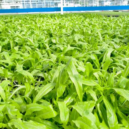开阳县耐热型莴笋苗