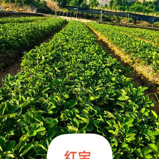 兴安县草莓苗品名红宝，法兰地
