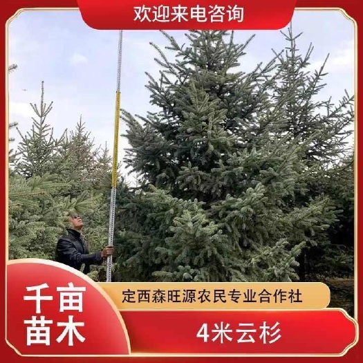 定西甘肃云杉，定西森旺源合作社自产自销，便宜批发