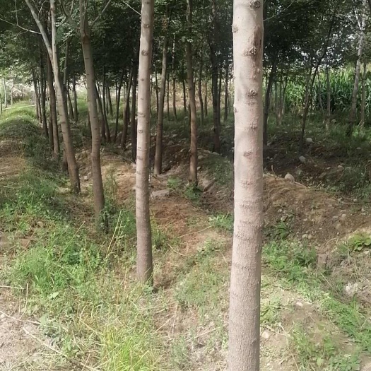 小叶白腊10—20公分，有一千多棵