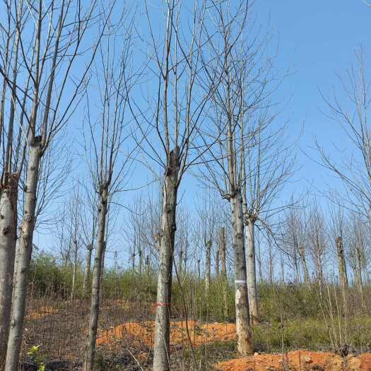 南京黄山栾树10公分12公分价格栾树价格